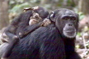The Chimpanzees Of Bossou And Nimba ボッソウ ニンバのチンパンジー 緑の回廊